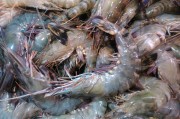 食人鱼3d第三部｜食人鱼3d第三部百度云，食人鱼3D第三部百度云