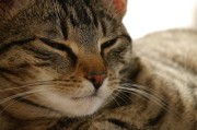 功夫熊猫1 3国语资源，功夫熊猫1—3国语资源