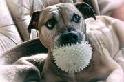 比特犬｜比特犬图片，比特犬图片