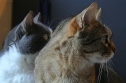 猫咪黄瓜香蕉搞笑视频下载