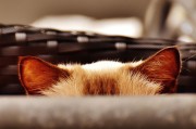 cilimao磁力猫最新版地址，磁力猫蓝奏云博客园